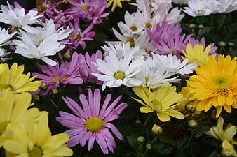 Colorful Chrysanthemums in Yellow, White, and Pink