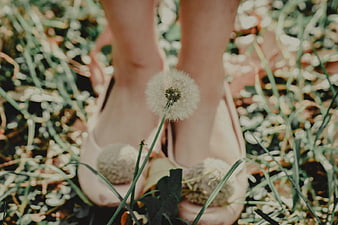 Woman's feet in pink shoes standing in grass with dandelion
