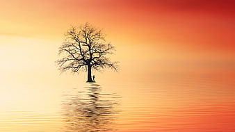 Silhouette of a lone tree and person in calm water at sunset