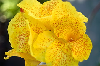 Close-up of yellow canna lily with red speckles