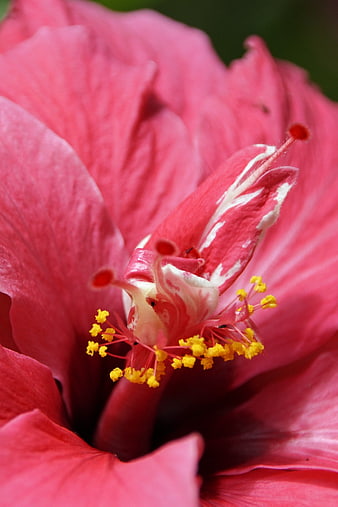 Close-up of vibrant pink hibiscus flower with yellow stamen