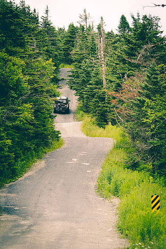 SUV with Bikes on Winding Forest Road