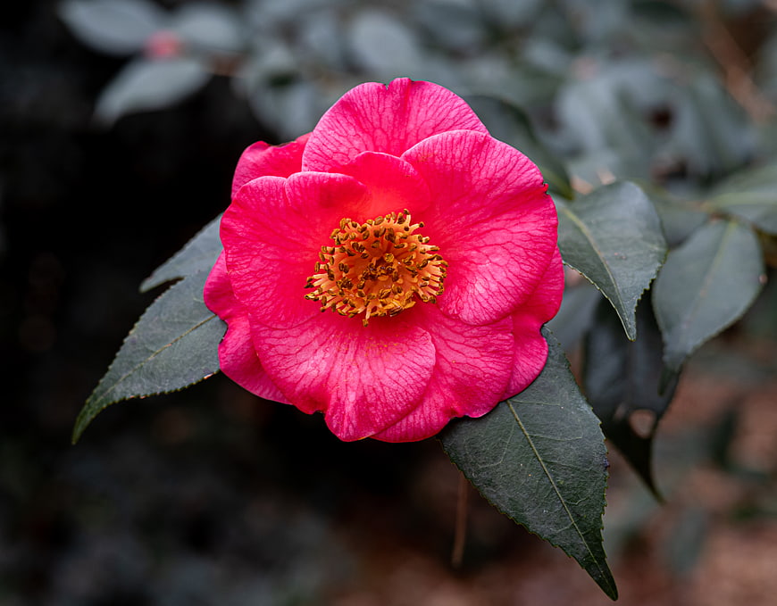 Vibrant Pink Camellia Flower Close-Up