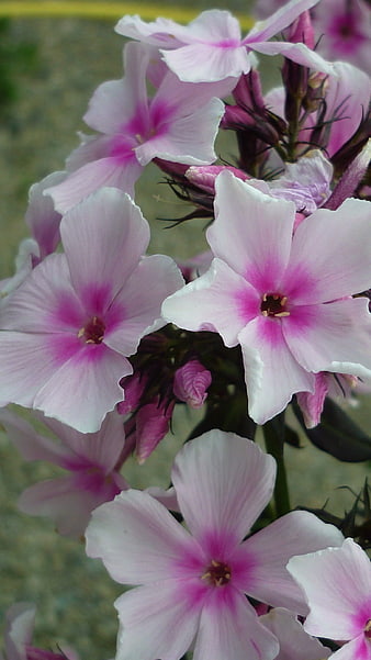 Close-up of pink and white phlox flowers in bloom