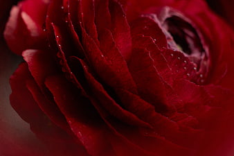 Close-up of a deep red ranunculus flower with water droplets