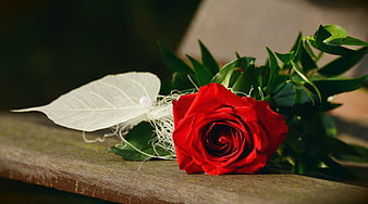 Red Rose With White Leaf On Wooden Surface