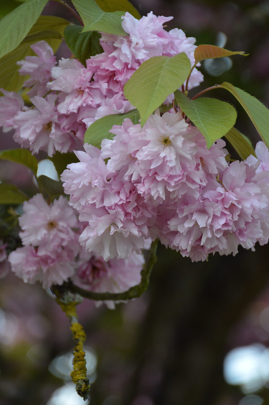 Close-up of pink cherry blossoms with green leaves