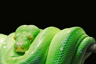 Close-up of a vibrant green tree python on a black background
