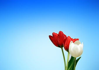 Red and White Tulips on Blue Gradient Background