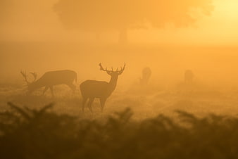 Silhouetted Stags in Golden Misty Forest at Sunrise