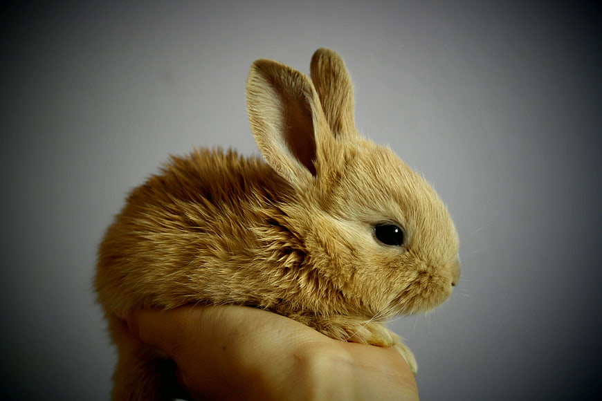 Cute baby rabbit held in hand against gray background