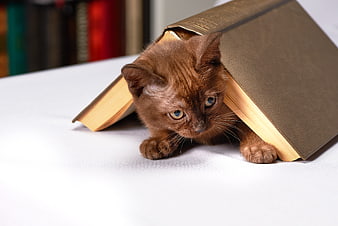 Cute brown kitten hiding under an open book on a white table