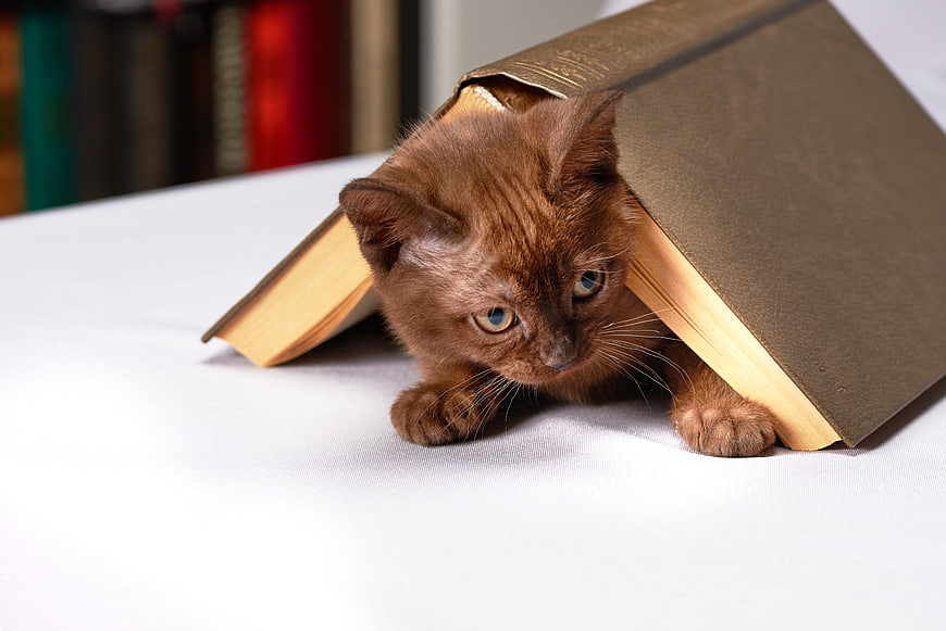 Cute brown kitten hiding under an open book on a white table