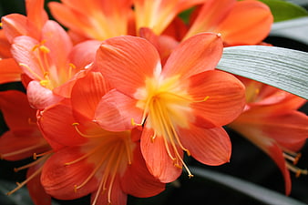 Vibrant Orange Clivia Flowers Close-Up with Green Leaves