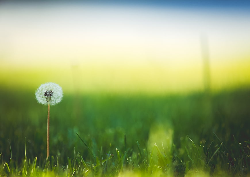 Lone Dandelion Seed Head in Green Grass Field