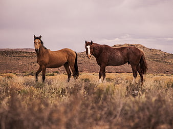 Two Wild Horses Standing in Dry Grassland Landscape