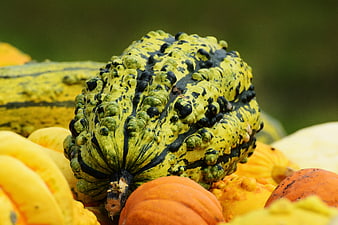 Close-up of Textured Warty Gourd Among Harvest Pumpkins