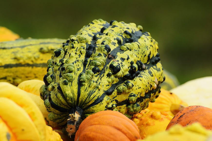 Close-up of Textured Warty Gourd Among Harvest Pumpkins
