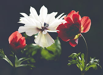 White and Red Anemone Flowers on Dark Background
