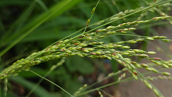 Close-up of green grass seed heads with blurred background
