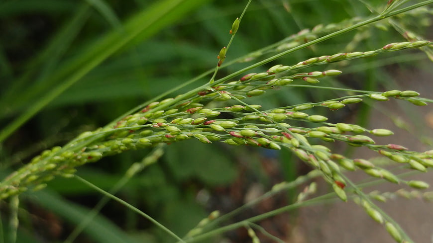 Close-up of green grass seed heads with blurred background