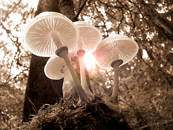 Sepia-toned mushrooms in a sunlit autumn forest