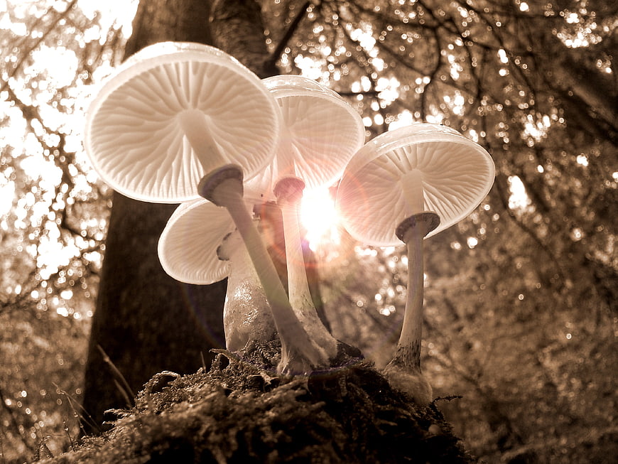 Sepia-toned mushrooms in a sunlit autumn forest