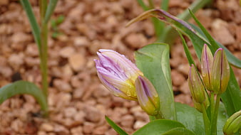 Close-up of purple and yellow flower buds with raindrops