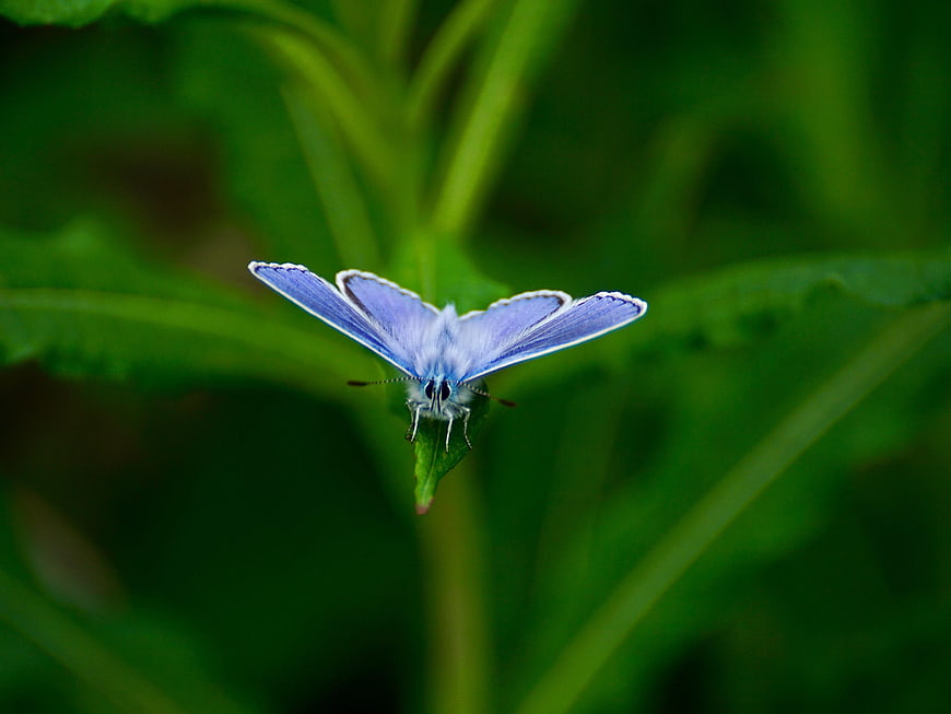 Blue Butterfly on Green Leaf with Blurred Background