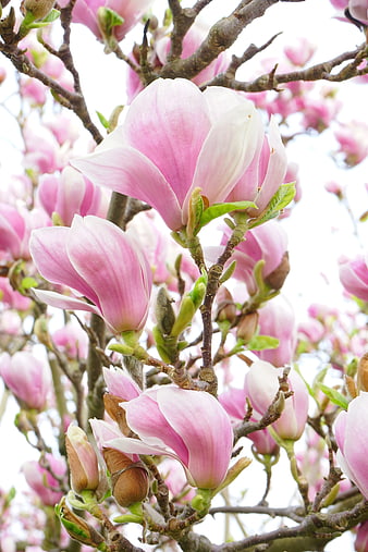 Pink Magnolia Blossoms Blooming On Branches Against White Sky