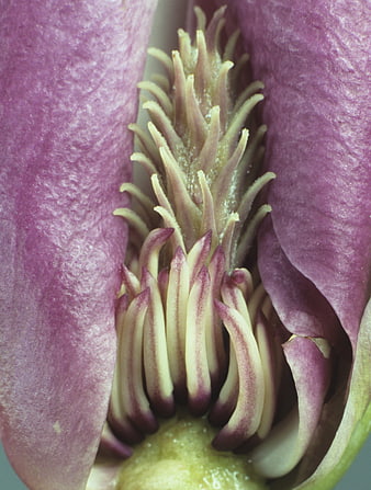 Macro Close-Up of Purple Magnolia Flower Center