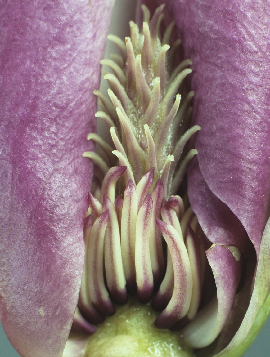 Macro Close-Up of Purple Magnolia Flower Center