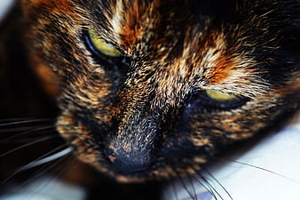 Close-up portrait of a tortoiseshell cat with intense yellow eyes