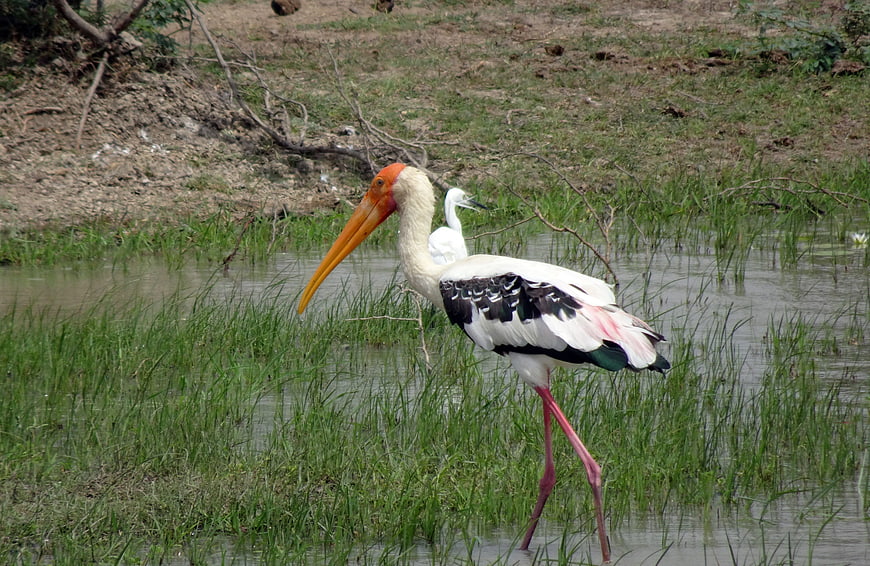 Painted Stork Wading in Shallow Wetland Grass