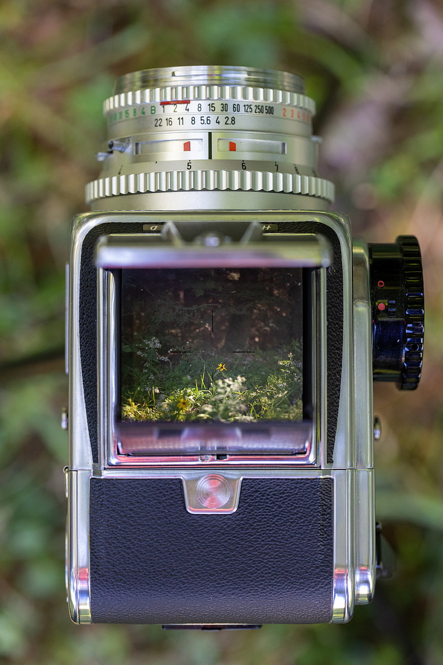 Vintage Hasselblad Camera in Forest with Flower Reflection