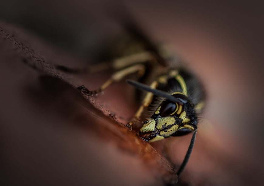 Macro Close-Up of a Yellow and Black Wasp on Wood