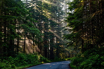 Sunbeams shining through tall coniferous forest trees onto a winding road