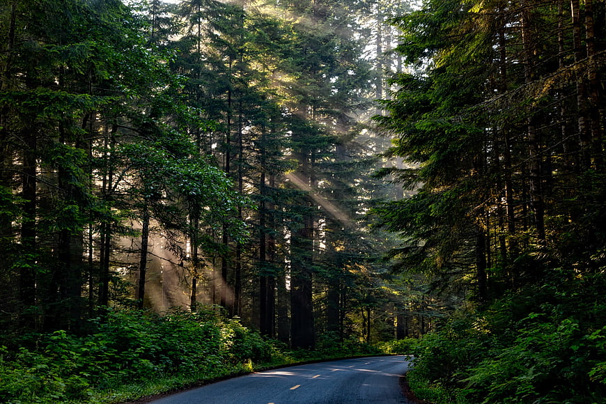 Sunbeams shining through tall coniferous forest trees onto a winding road
