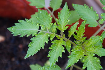Close-up of green tomato plant leaves with water droplets