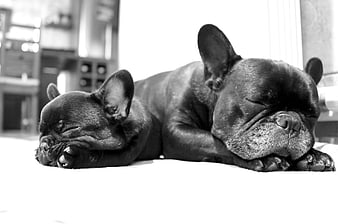 Two sleeping French Bulldogs in black and white