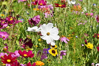 Vibrant Wildflower Meadow With White Cosmos And Colorful Blooms