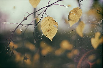Vintage autumn leaves on branch with film grain texture