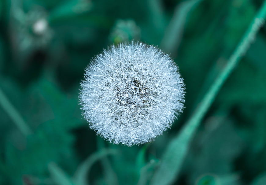 Close-up of a white dandelion seed head with dew drops