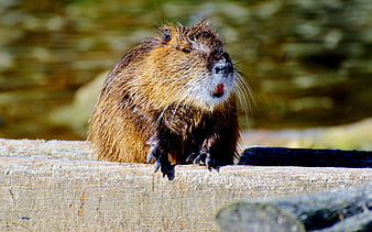 Close-up of a Nutria on a Wooden Log