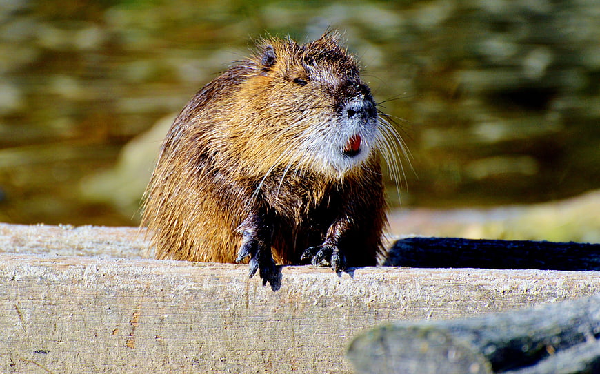 Close-up of a Nutria on a Wooden Log