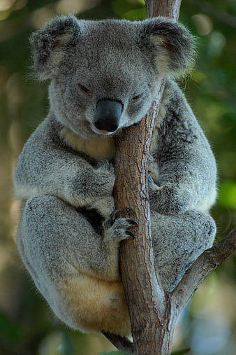 Close-up of a koala bear hugging a tree branch in a natural setting