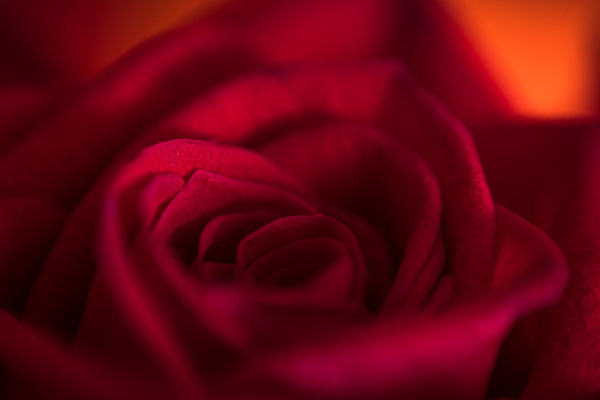 Macro Close-Up of Deep Red Rose Petals