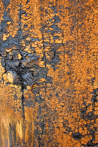 Close-up texture of rough orange and black tree bark