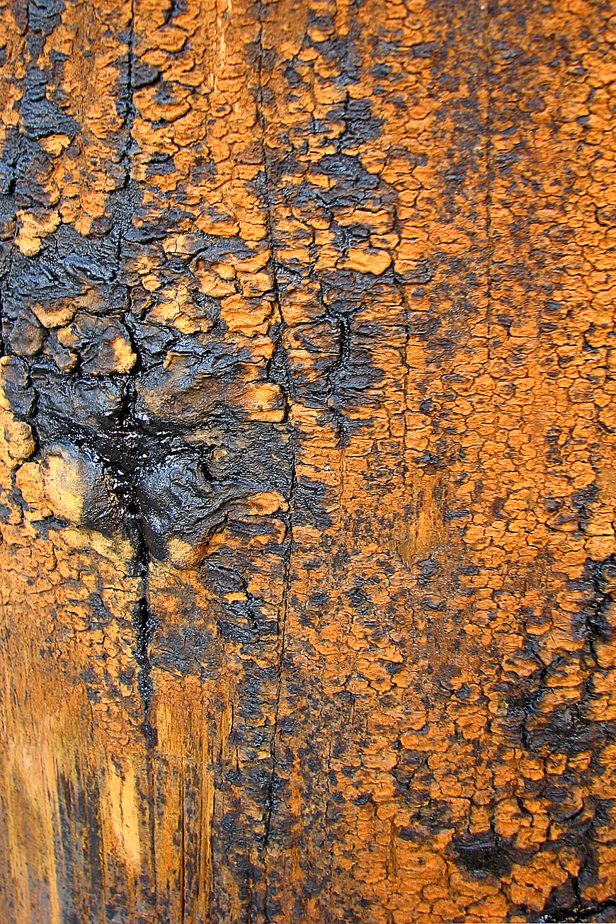 Close-up texture of rough orange and black tree bark