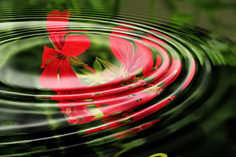 Red geranium flower reflection rippling in dark green water